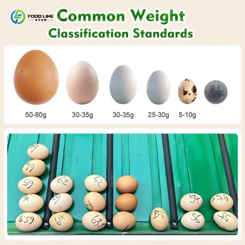 Egg Grading Machine 2000 Eggs/Hour Compact Weight Sizer Classifier for Chicken Duck Small Farm