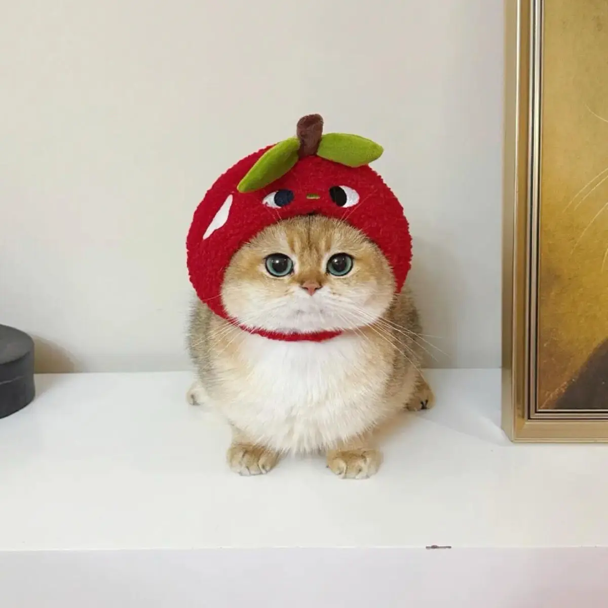 Pet headgear cute cute pet photo headgear plush hat warm jewelry