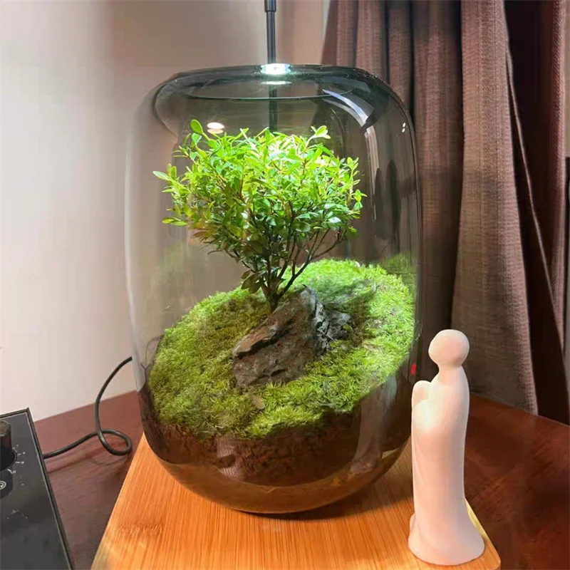

Creative Clear Glass Bottles Moss Landscaping Bottle Succulent Glass Vase Hydroponic Container Micro Landscape Glass Terrarium