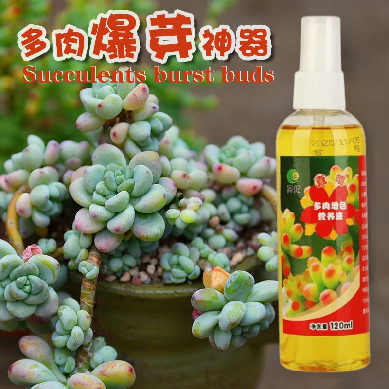 

Succulent plant superior Bud, burst bud, humpty Fat, fat, color, bud promotion, rooting nutrient solution 120ml