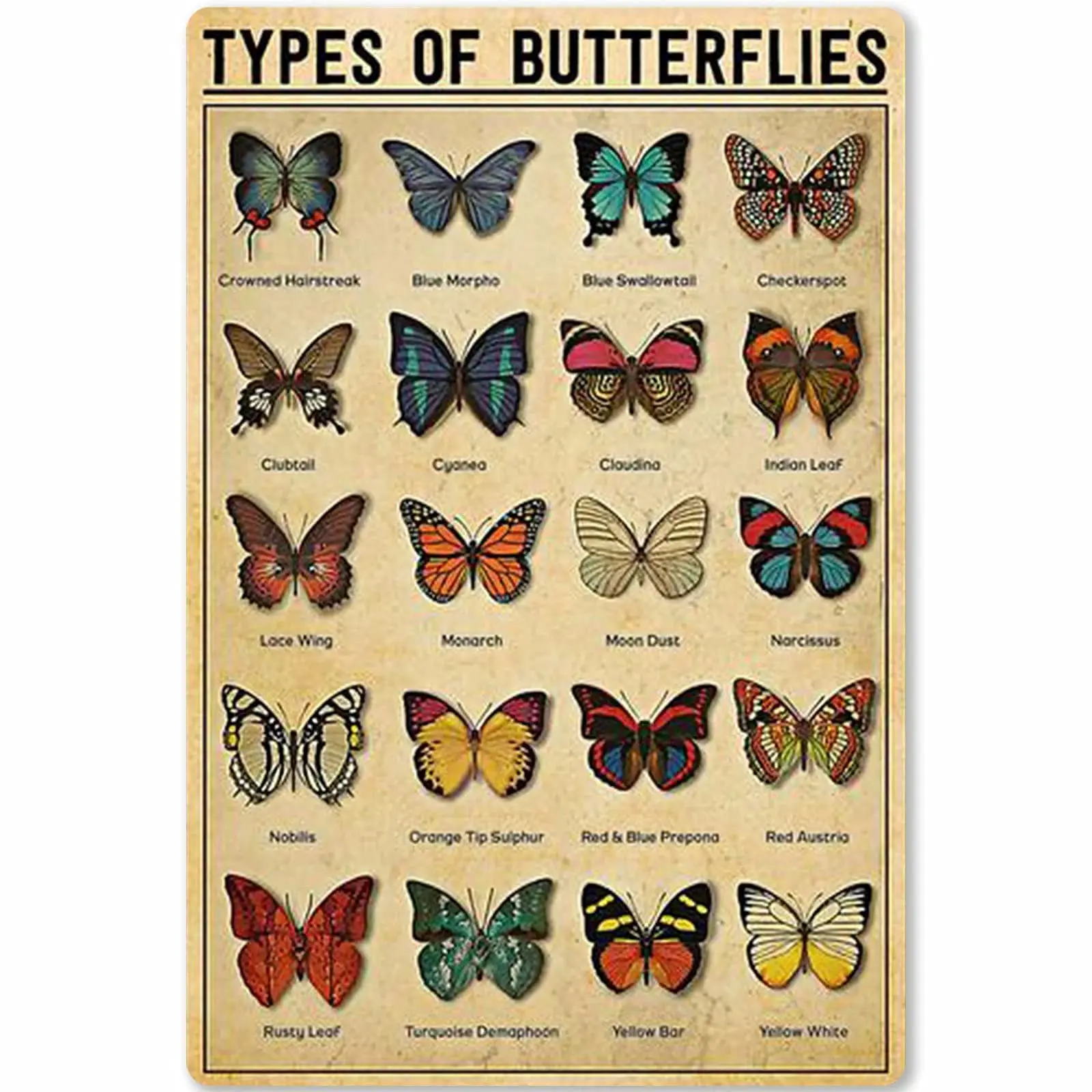 Veidsuh Types of Butterflies Tin Sign Metal Sign Metal Sign Tin Sign Wall Art