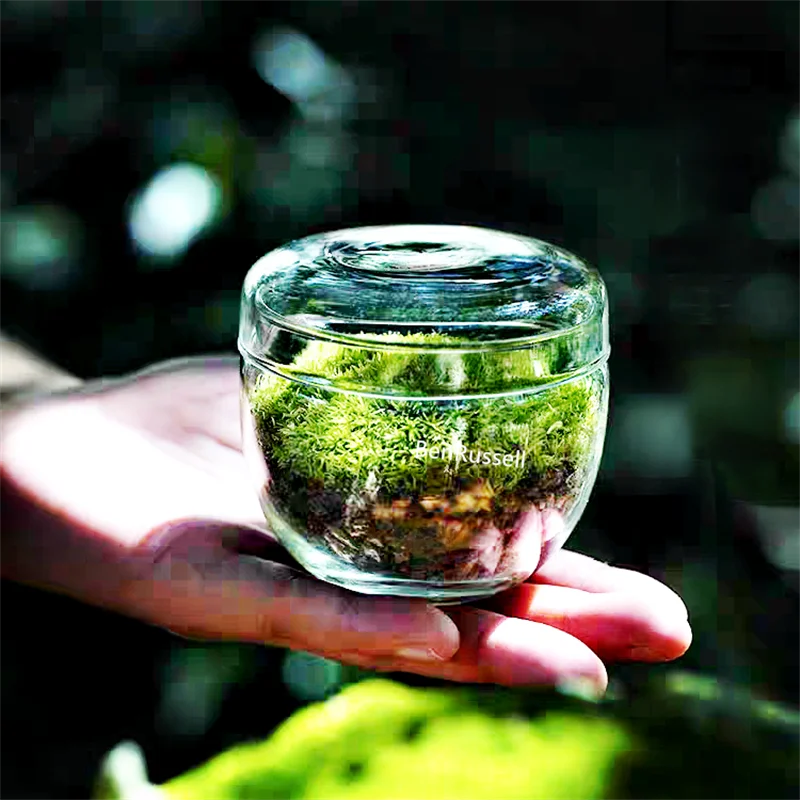 Micro Landscape Moss Glass Bottles Small Glass Vase Green Plant Microecological Glass Terrarium Fun Potted Plants Container