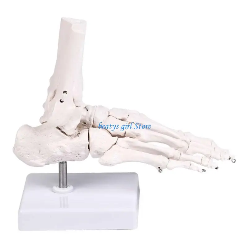 

C7AB Foot Skeleton Model For Medicals Training And Patient Explanation Safe Materials To Demonstrate Bone Anatomy Clearly