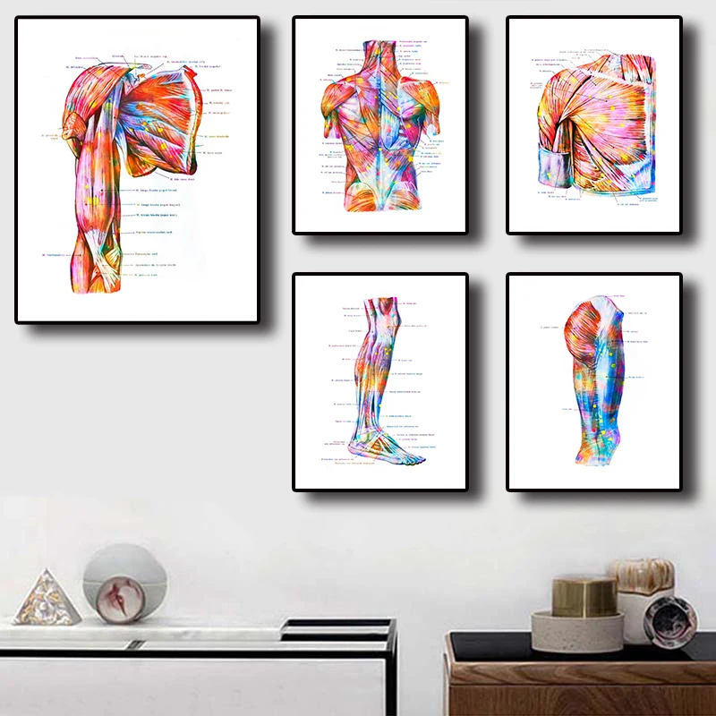 

Watercolor Anatomy Art Posters Print Anatomical Decor Medical Art Chiropractic Clinic Wall Decor Surgeon Gift Canvas Painting