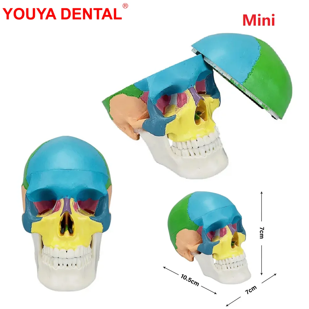 Dental Human Anatomical Anatomy Head Skeleton Skull Model Mini 3D Detachable Dentistry Medical Head Model  For Teaching Studying