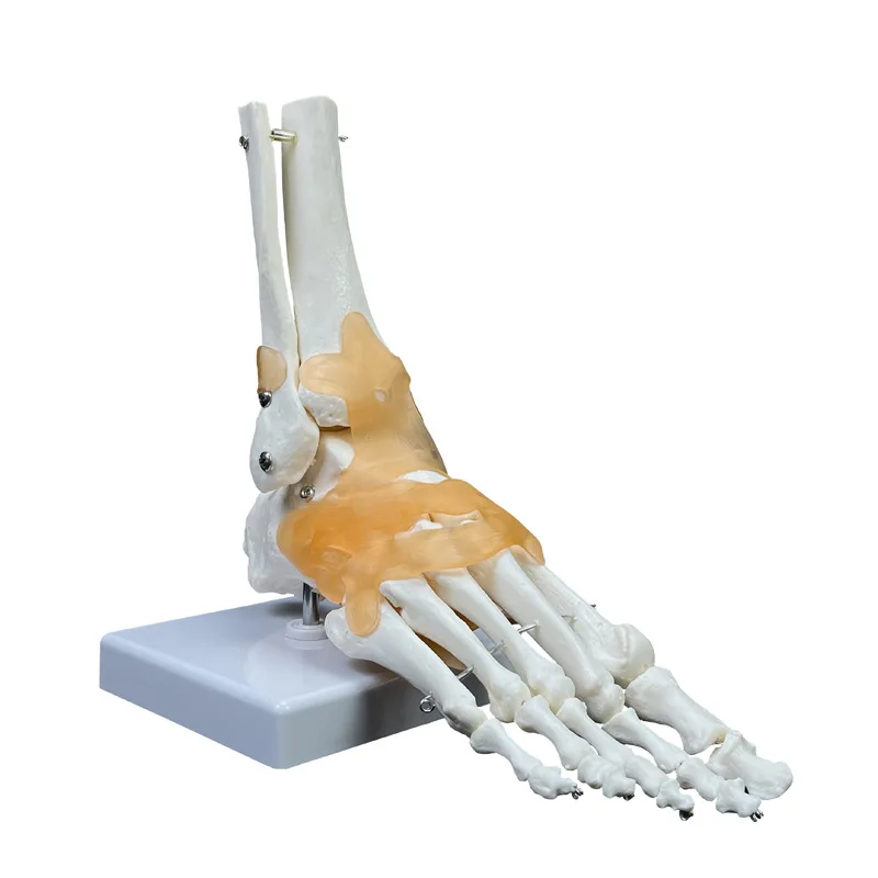 Ankle joint model, foot bone, joint ligament movable, can bend foot bone structure to model