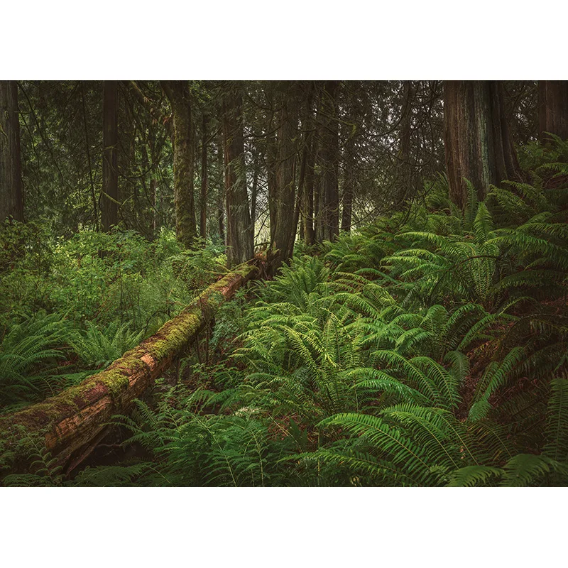 Moss Covered Fallen Trees In Green Coniferous Forest Photography Backdrops Prop Tropical Nature Landscape Theme Background ZL-08