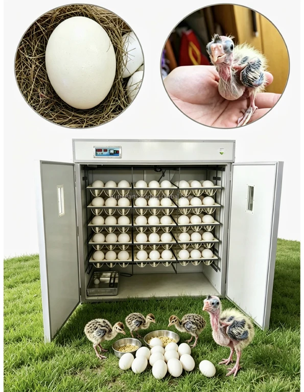 Fully Automatic 180 Ostrich Egg Incubator With High Hatch Rate,Automatic Turning & Humidity Control For Ostrich, Emu Eggs HJ-I18