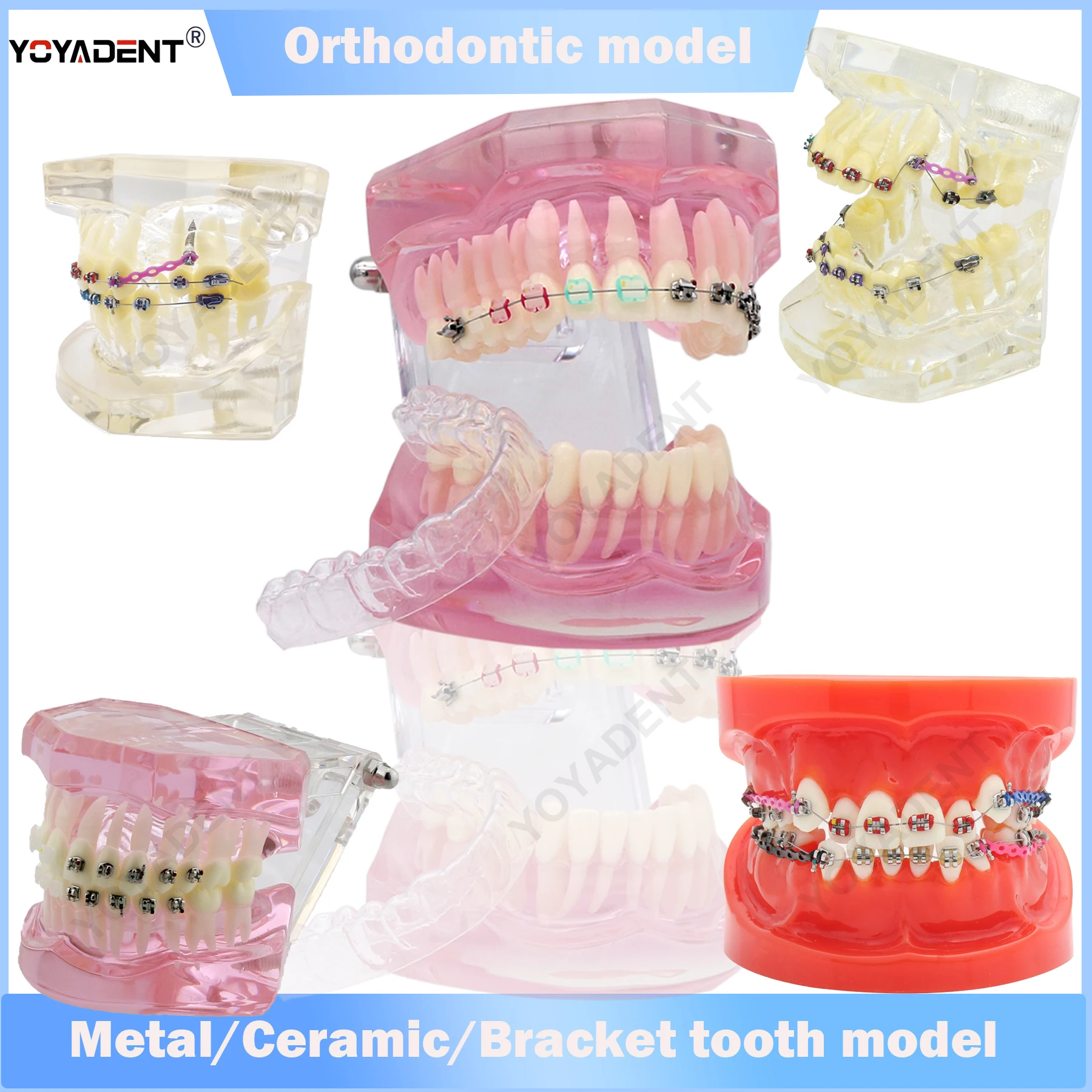 Dental Teeth Model Orthodontic Models With Metal Ceramic Bracket Typodont For Dentist Student  Practice Training Demo Material