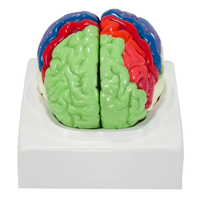 Human Brain Model Anatomy With Colored And Labeled Regions, 2-Part Human Brain Model Disassembled - Includes Base