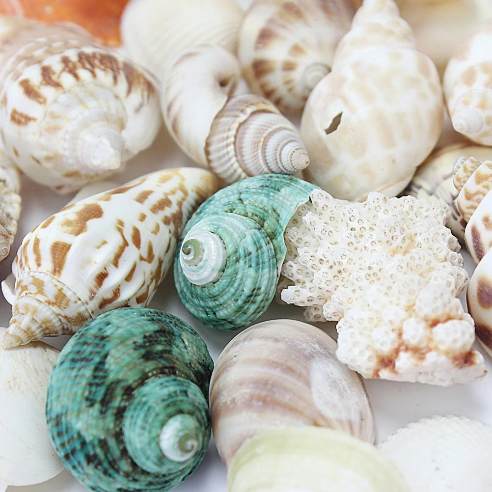 

100G Mixed Colorful Beach Seashells Craft For Home Decor Aquarium Decoration Gift Box Natural Stone Art