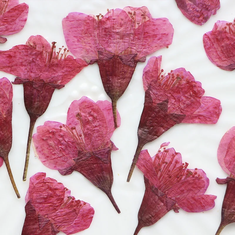 36 шт. натуральных сухоцветов: – обзор и цена Dried Flower Pressed