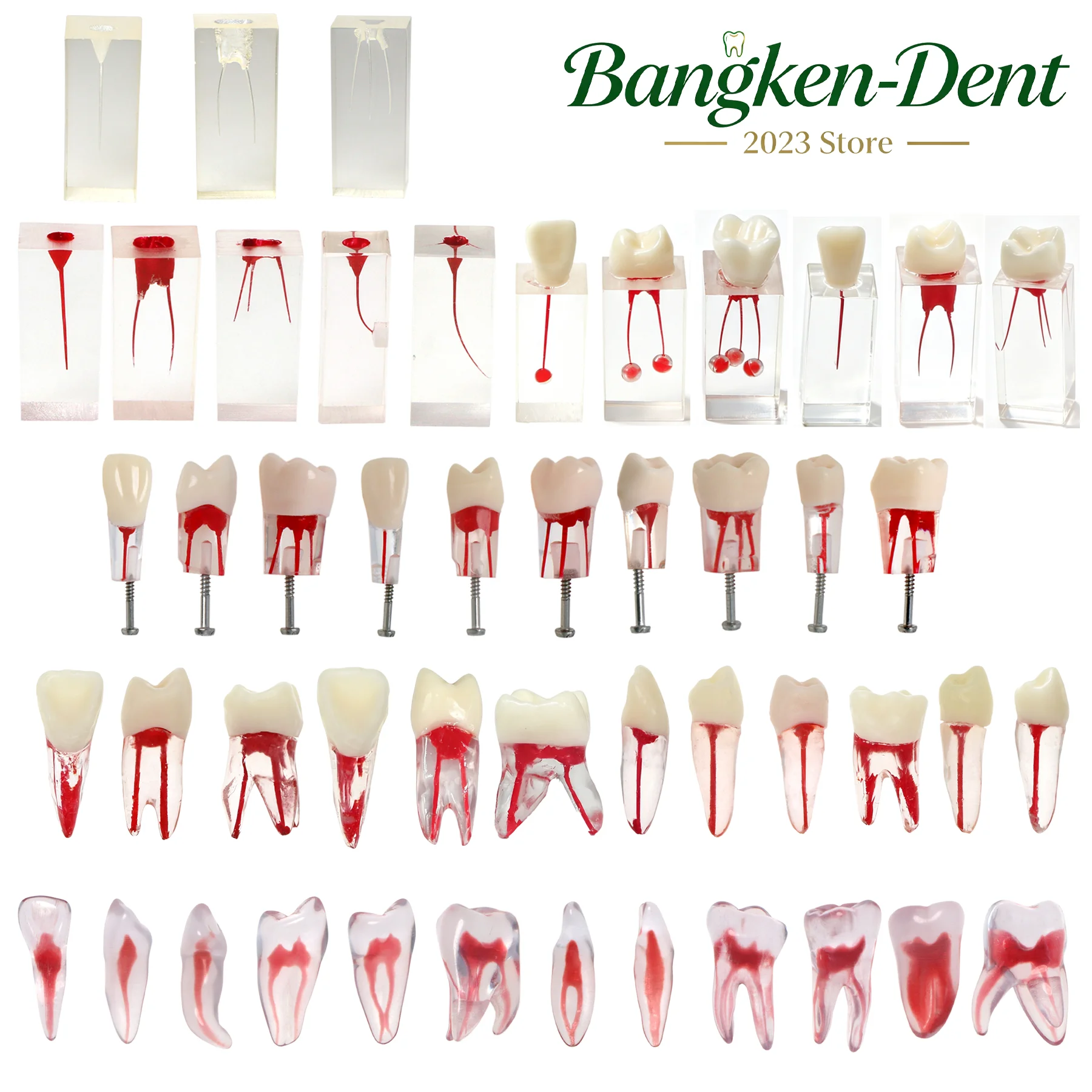 Dental Endodontic RCT Training Model Transparent Root Canal Teeth M8001-M8008 for Student Pulp Opening, Canal Prep, Filling