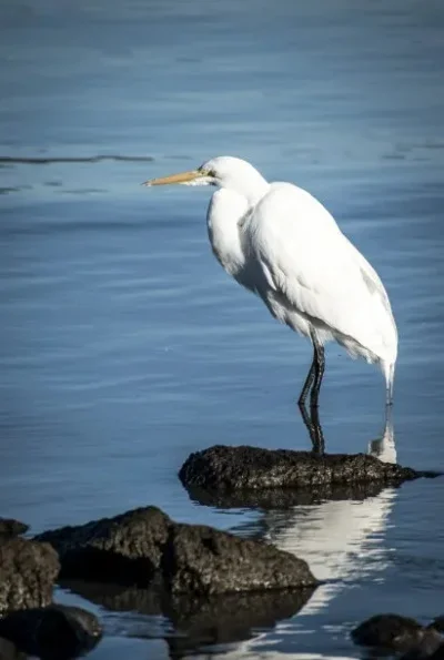 

4pcs Super Heavy & Aluminum Deep Dish 1.9" Beadlock Wheel Rim for 1/10 RC Crawler SCX10 TRX4 VS4-10 Gen8 (rs)