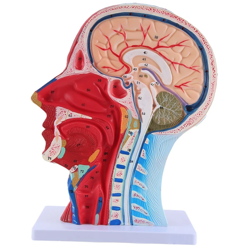 Head Midsagittal Plane Teaching Model Parotid Gland Cervical Spine Head And Neck Anatomy Otolaryngology Model Durable