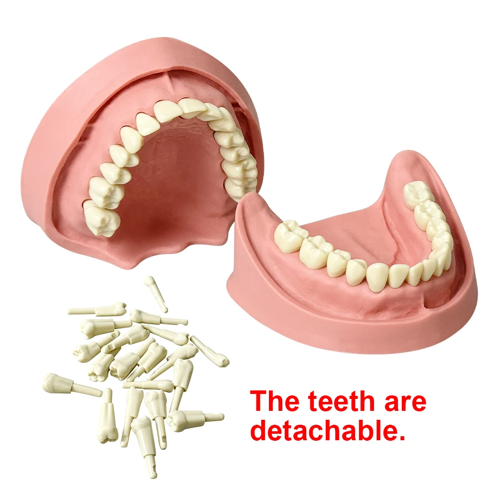 28 Teeth Dental Training Model Removable Silicone Gingiva Screw Fixed Resin Teeth Dentistry Practice Typodont Model