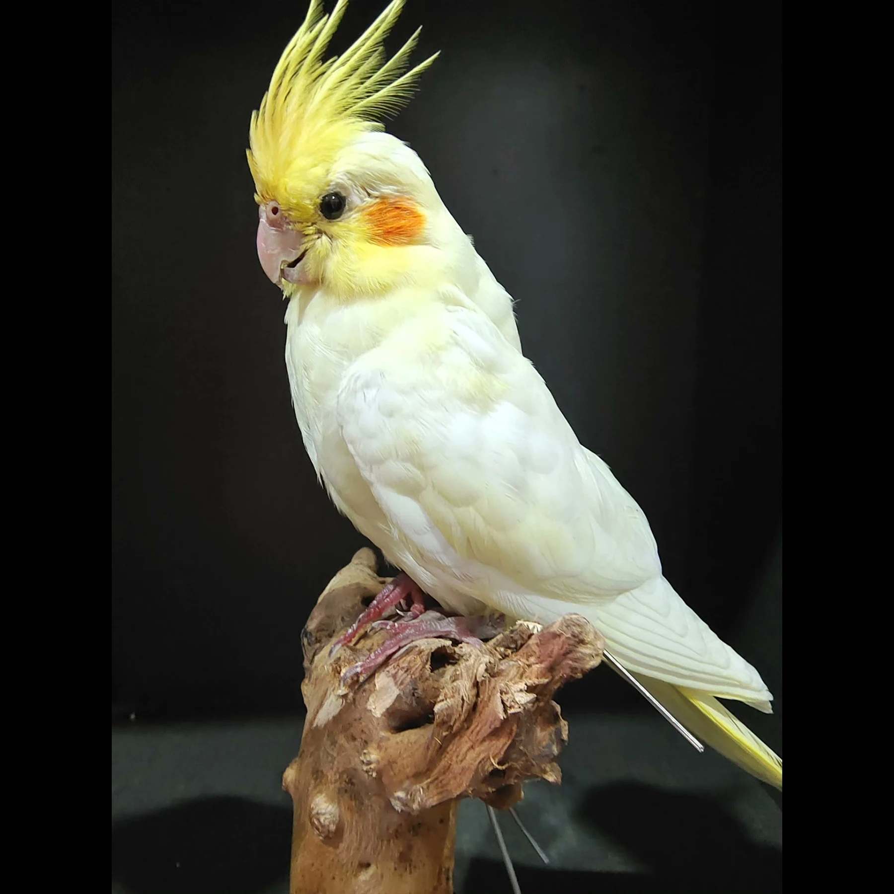 2083 Boutique Gothic Style Artificial Cockatiel Parrot Statue on Faux Wood Base Resin Craft Ornament Unique Handmade Decor Gift