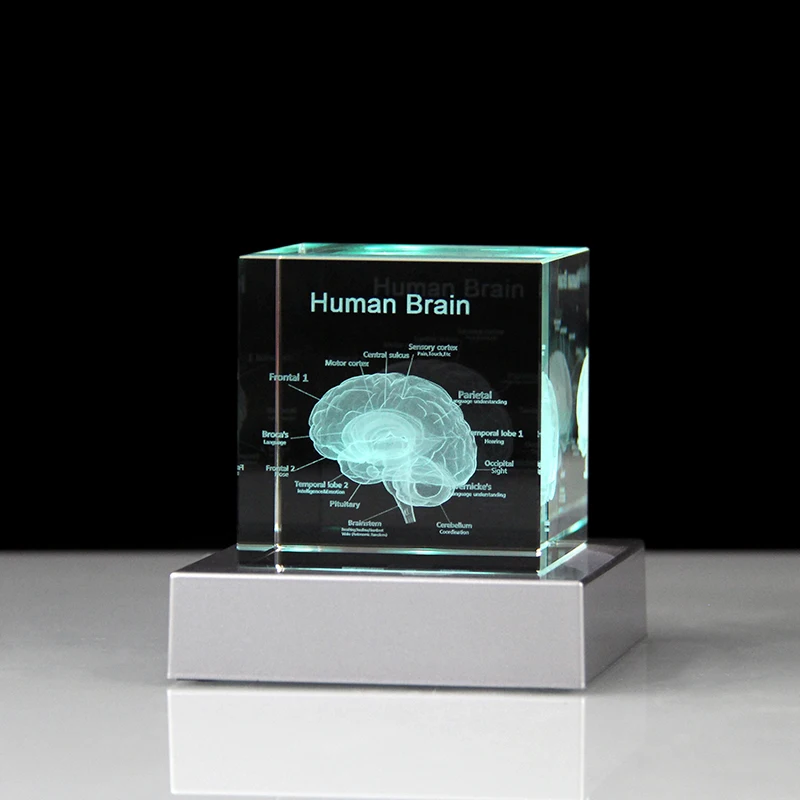 Crystal 3D Brain Crystal Cube Anatomical Human Organ Model Brain Statue  Medical Souvenirs Science Graduation Gift Home Decor