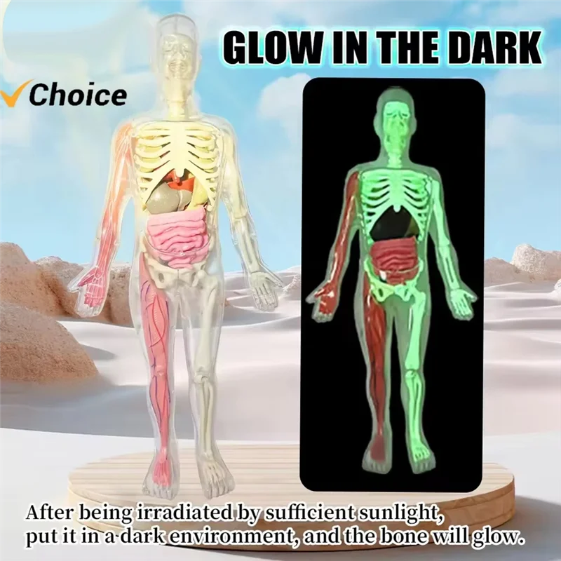 Educational Human Body For Kids Human Anatomy Squishy Body Model Science Kit Glow In The Dark Skeleton Learning
