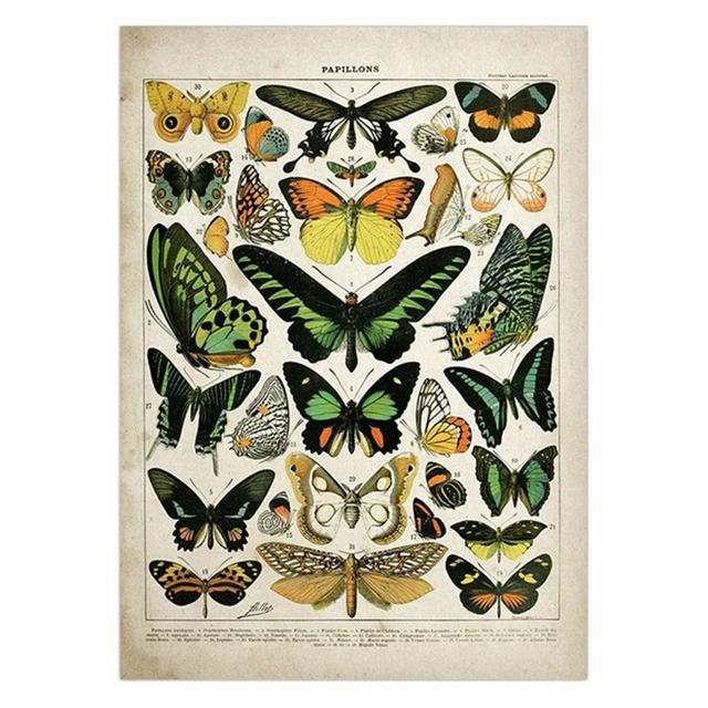 Vintage Adolphe Millot Encyclopedia Canvas – Butterfly Flowers Insect Posters for Home Wall Art