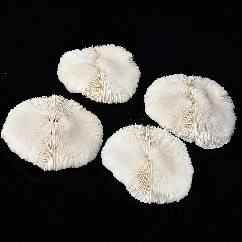 2022 Sea Coral Fossil Shell Specimen Crystal Fish Tank Aquarium Landscape Decoeation Micro-landscape Ornaments Home Decoration