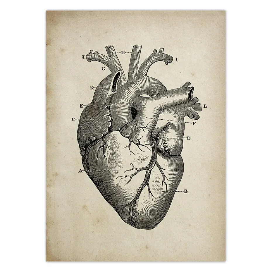 Human Anatomy Medical Anatomy Science Vintage Posters Art Canvas Print Medical Doctor Clinic Wall Decor Pictures Canvas Painting
