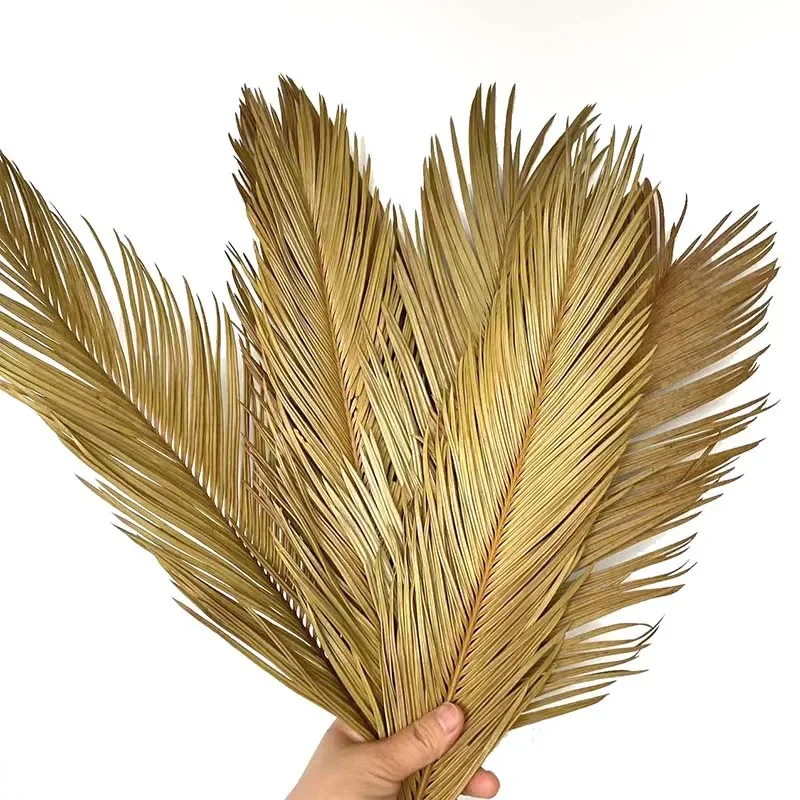 5PCS Dried Natural Flowers Sago Cycas Branch,Fruticose Dracaena Dry Palm Fan Leaves,Party Art Wall Hanging,Wedding Decoration