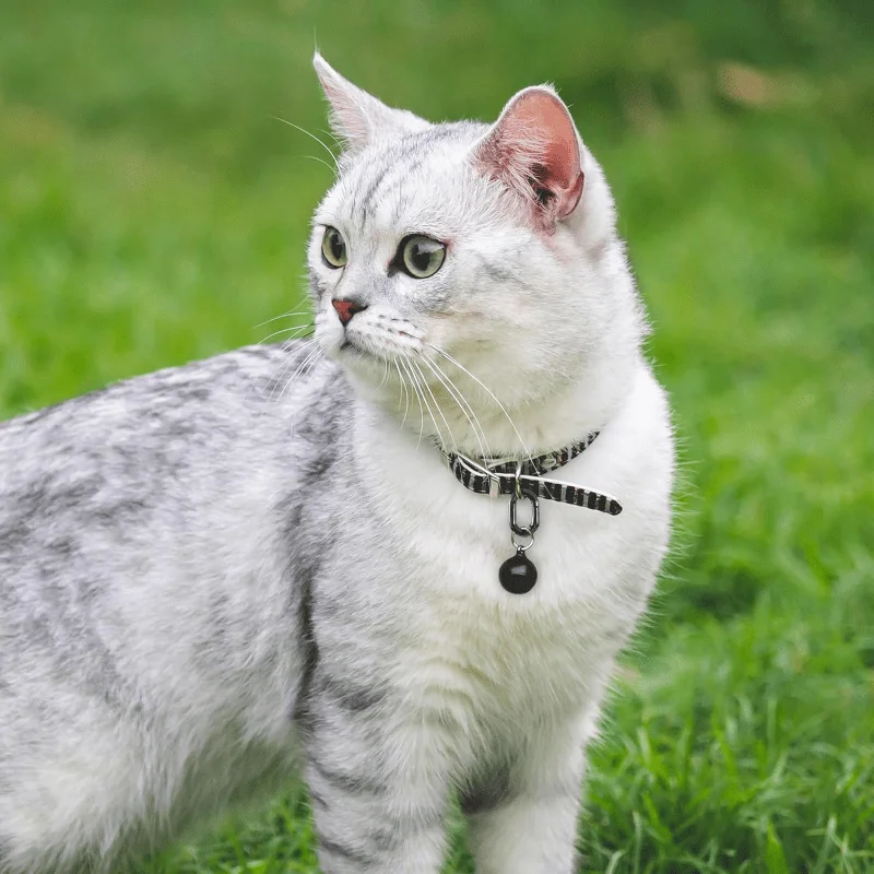 5Pcs Metal Oval Carabiner Clasp Clip Snap Hook Spring Openable Keyring DIY Pendant Connector Dog Chain Buckle Bag Carabiner