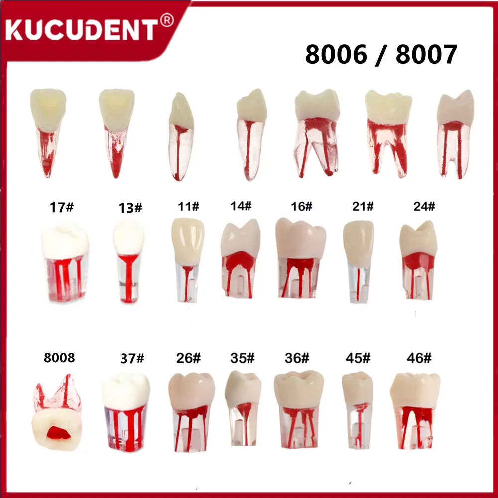 Dental Model Endo Teeth Root Canal Models Endodontic File RCT Practice Block Pulp Cavity Training Lab for Student Teaching Study