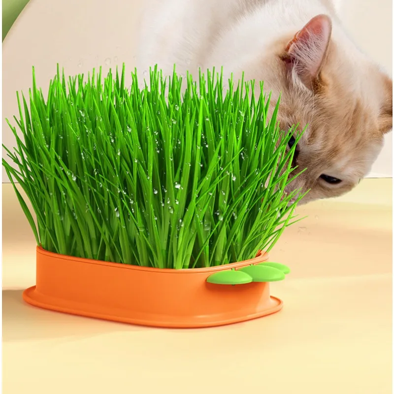 Cat Grass Hydroponic Box Cat Snacks Seed Planting Kit Separation Soilless Hydroponic