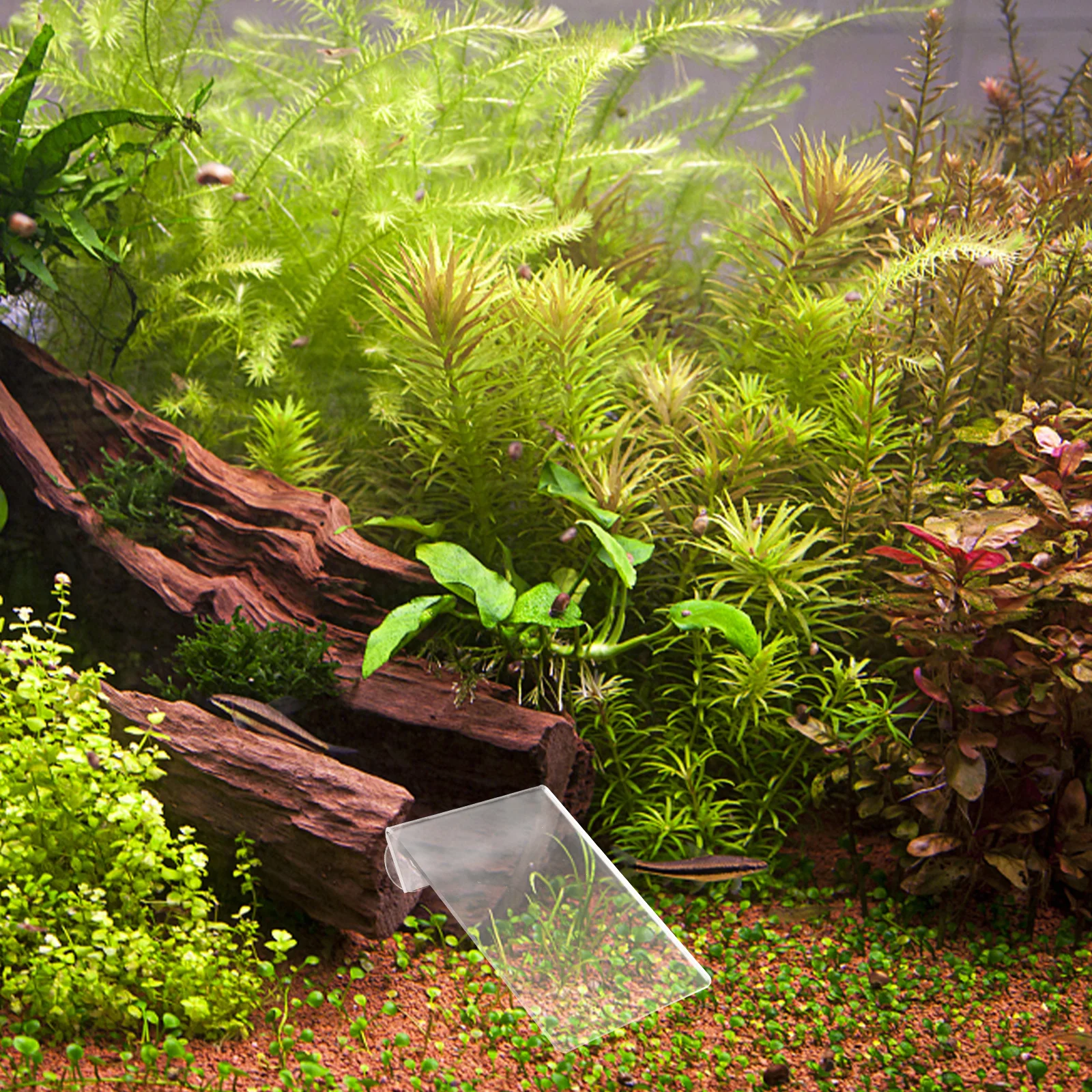 

Fish Breeding Removable Lightweight Acrylic Spawning Plate Suction Cup Design for Aquarium Fish Tank Supplies