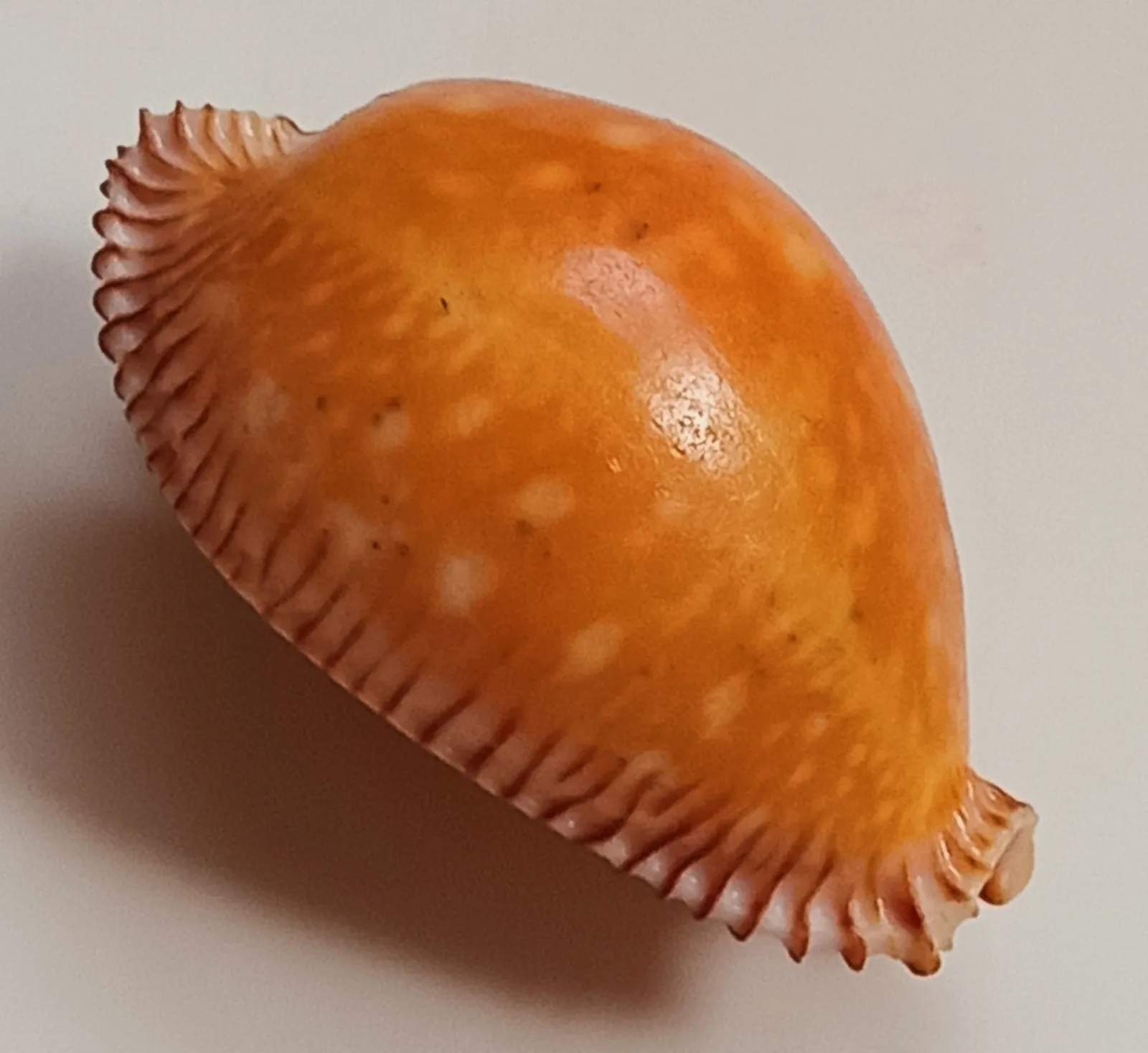 Sea Shell Cypraea Guttata 4.5-5cm, Conch Shell, Precious Snail Specimen