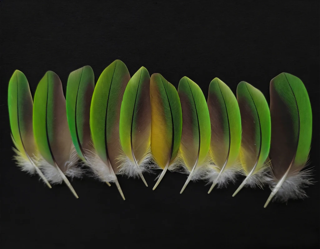 

10Pcs/lot 8-10cm long Gorgeous Vibrant Green Parrot Small Wing Feathers, Naturally Shed Decorative Feathers for Carnival/Crafts