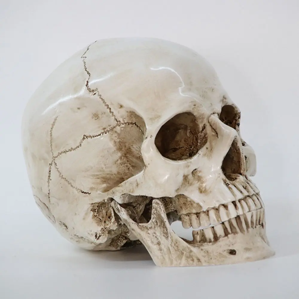Life-size Halloween 1:1 Skeleton Head Teeth Human Skull Skull Replica Model