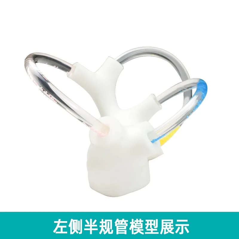 Suitable for Semicircular Canal Otolith Model Dynamic Skeleton Cochlea Inner Ear Structure Brain Nerve Vestibular Rehabilitation