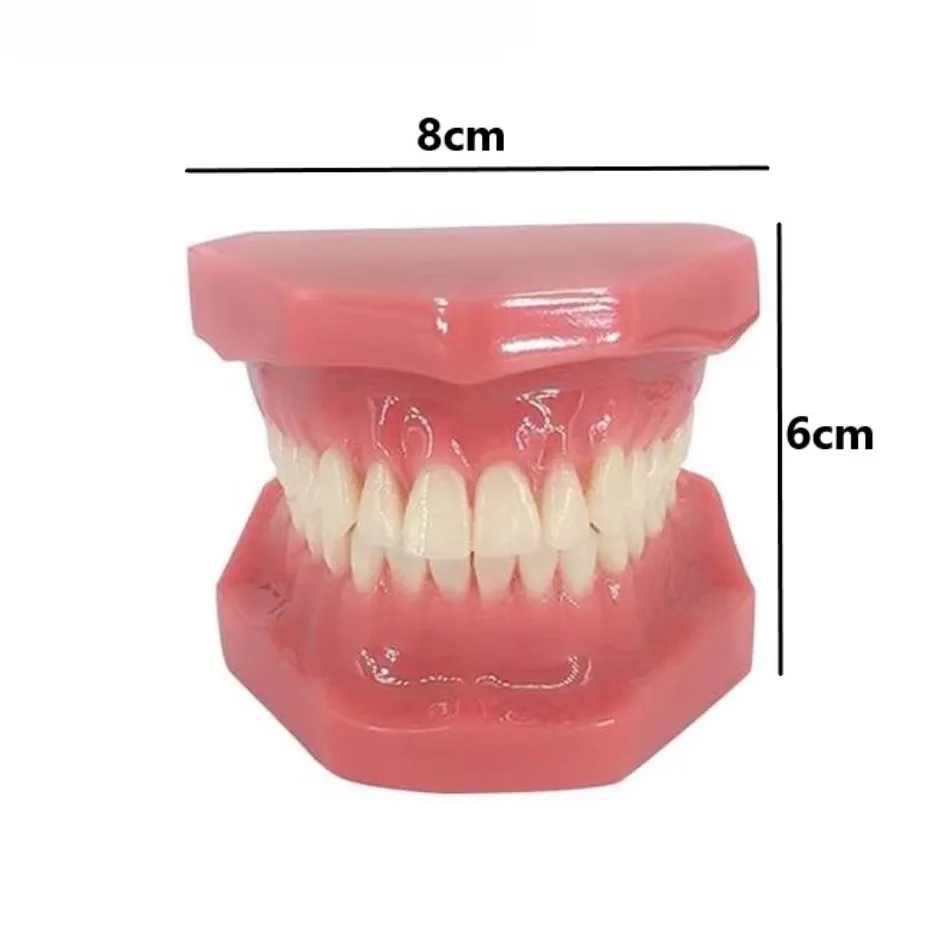 Dental Oral Standard Tooth Full Mouth 28 Model Standard Dental Model Demonstration Display Communication Model B6