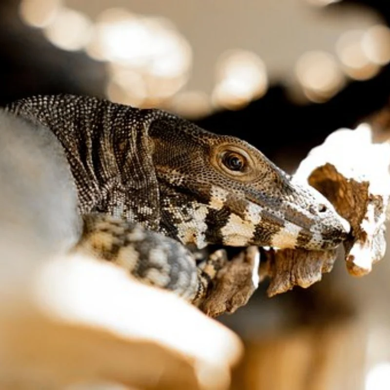 

4 шт. 132 мм 2,6 "резиновая шина для 1/8 1/10 RC гусеничного автомобиля Axial SCX10 Wraith RR10 Capra TRXS TRX4 YK4082 YK4102