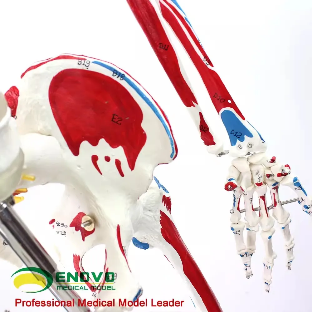 ENOVO Medical 170cm Human.