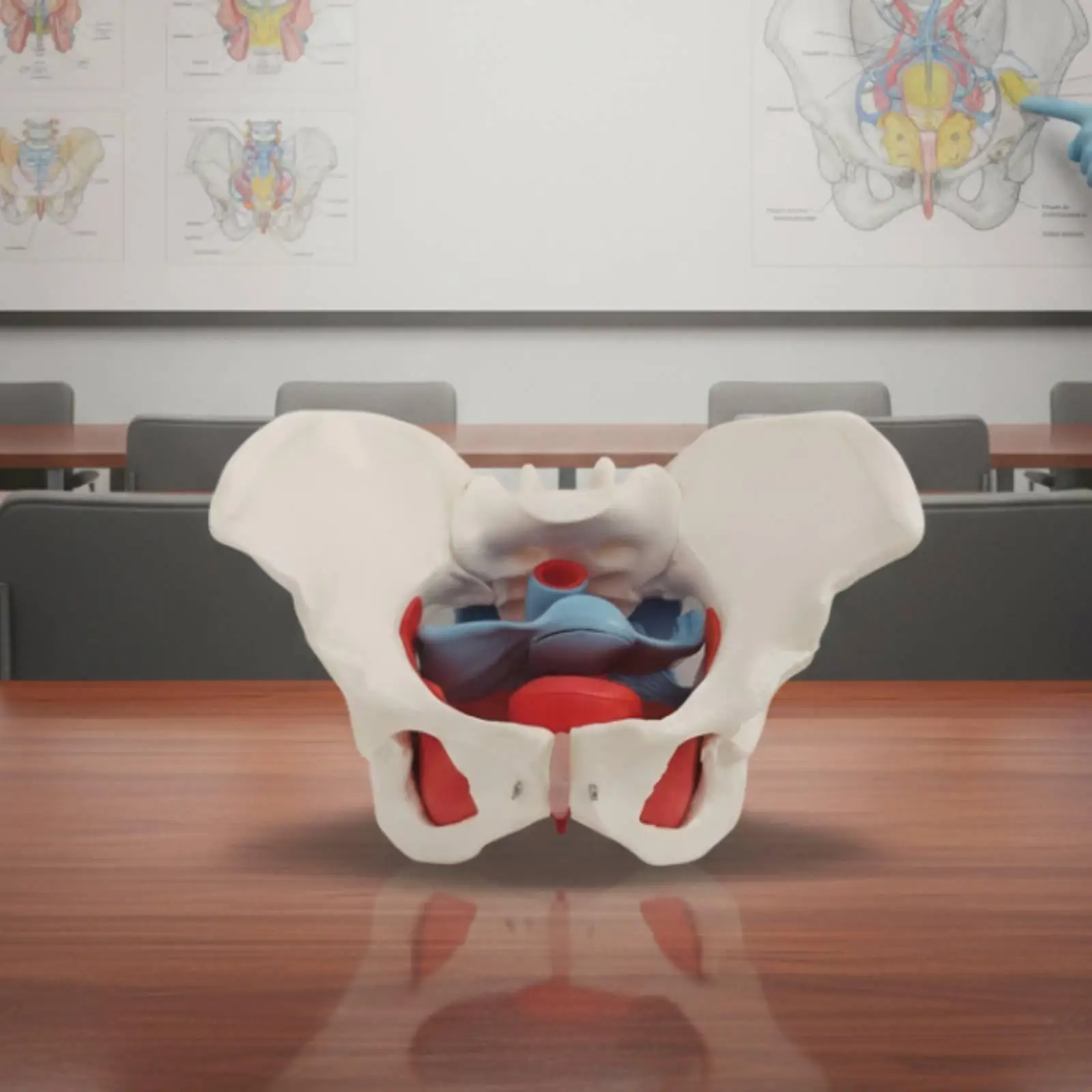 Anatomical Female Pelvis Model for Postpartum Care Education with Pelvic Floor Muscles for Student Learning Aid