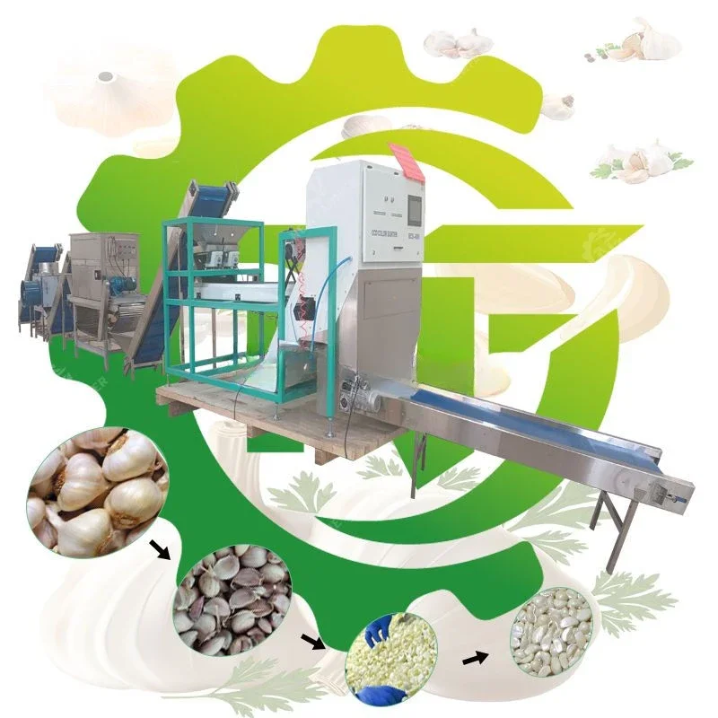 Automatic garlic processing line Garlic splitting and peeling machine Garlic peeling machine