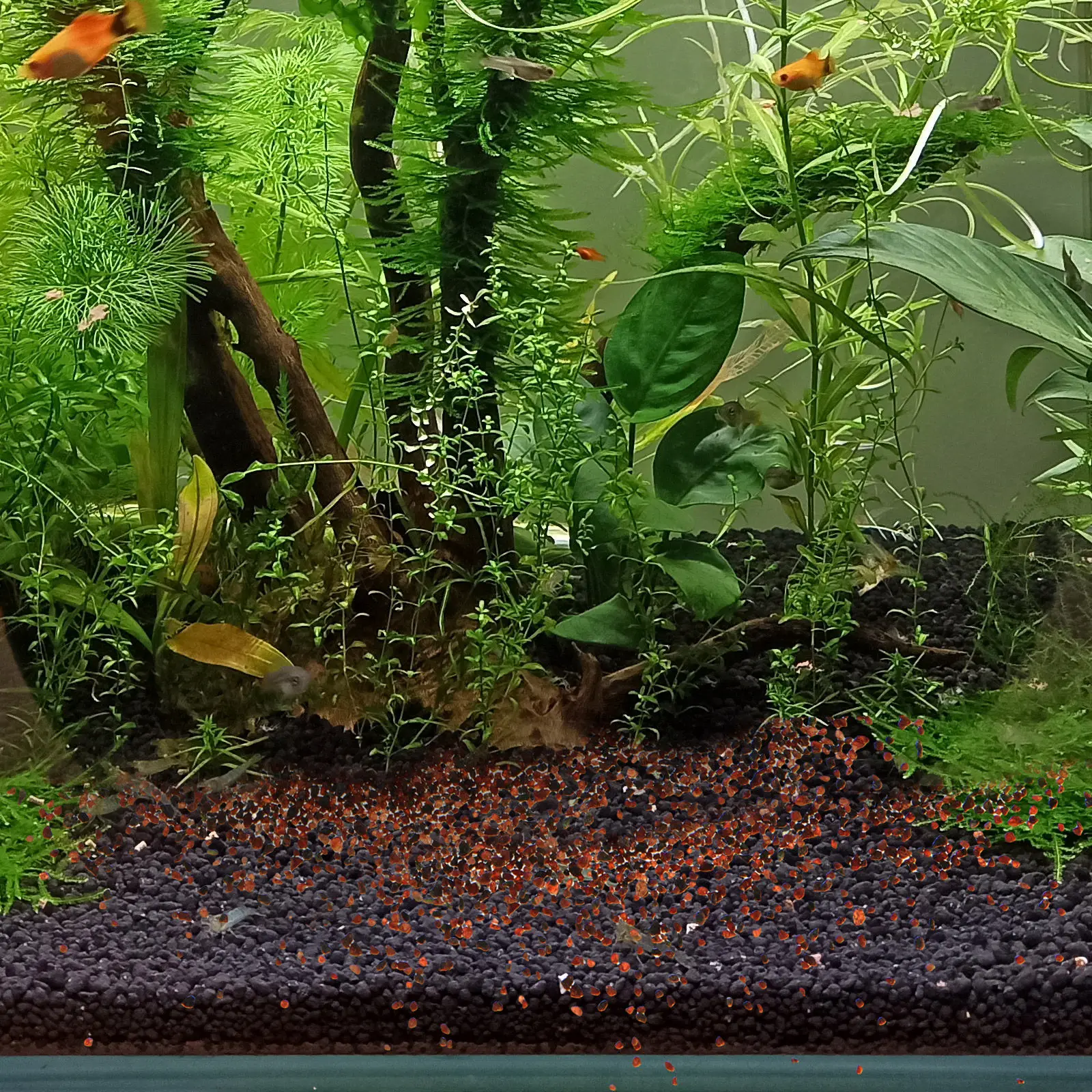 حصى طبيعي لحوض السمك، حجر زينة - مراجعة Planted Aquarium With Sand وسعره