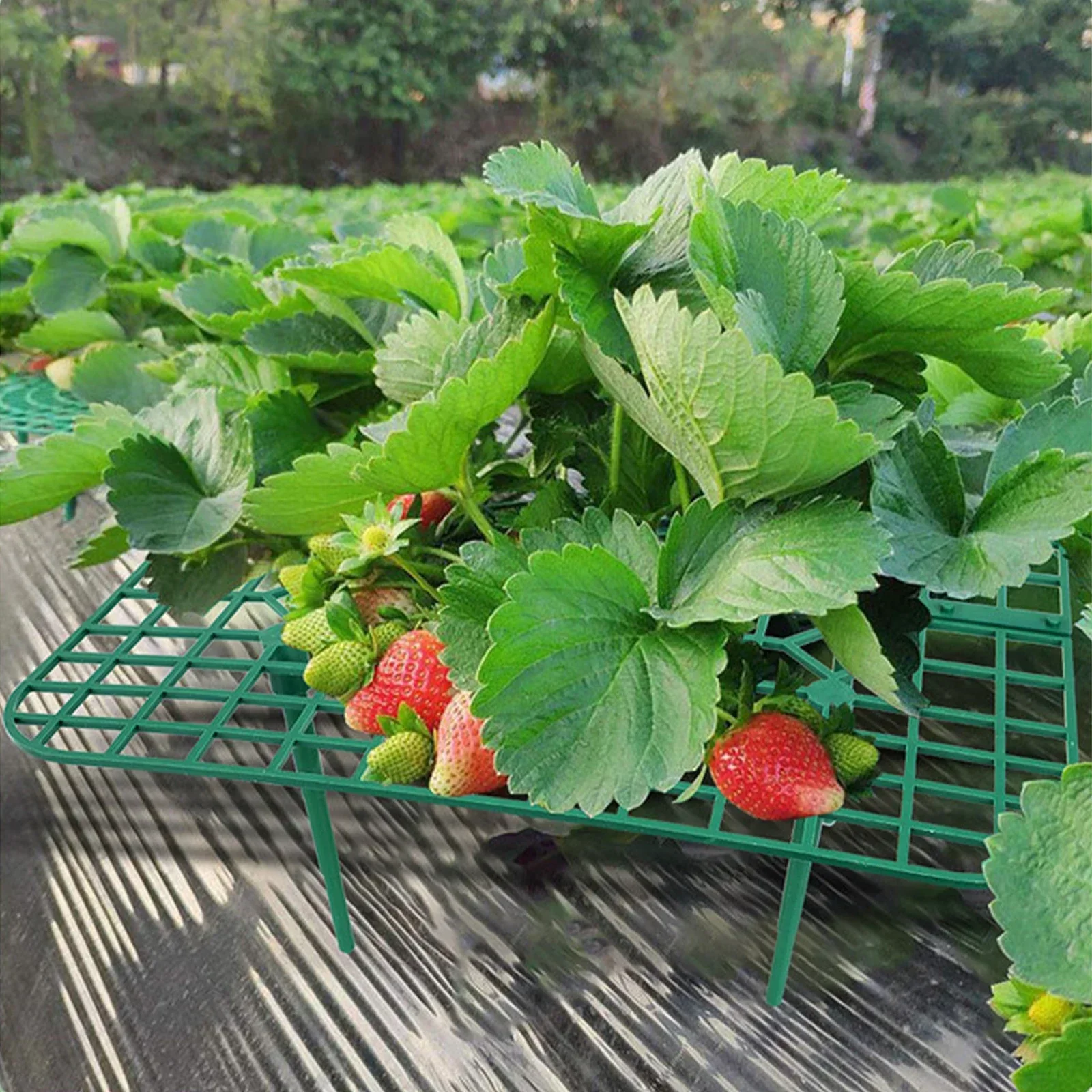 Plastic Strawberry Support Stand, Strawberry Growing Racks, Keep Berries Clean Prevent Rot for Multiple Plants, 24.8x20x9cm