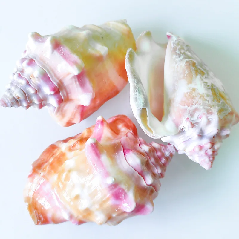 Natural Shell Specimen Fish Tank Decoration Conch Hermit Crab Shell Handicraft Making Materials Ocean Decor Nautical Home Decor