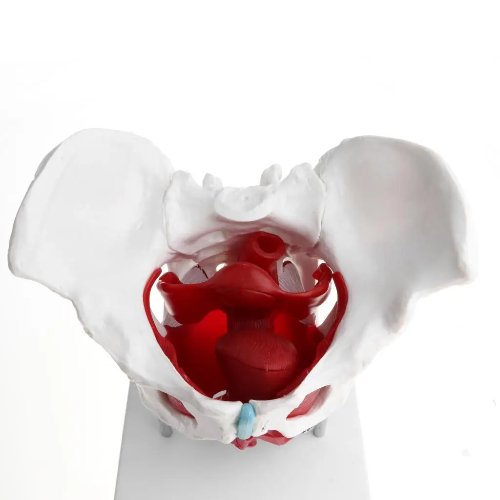 1:1 Female Pelvis Skeleton Floor Muscles with Removable Organs Model