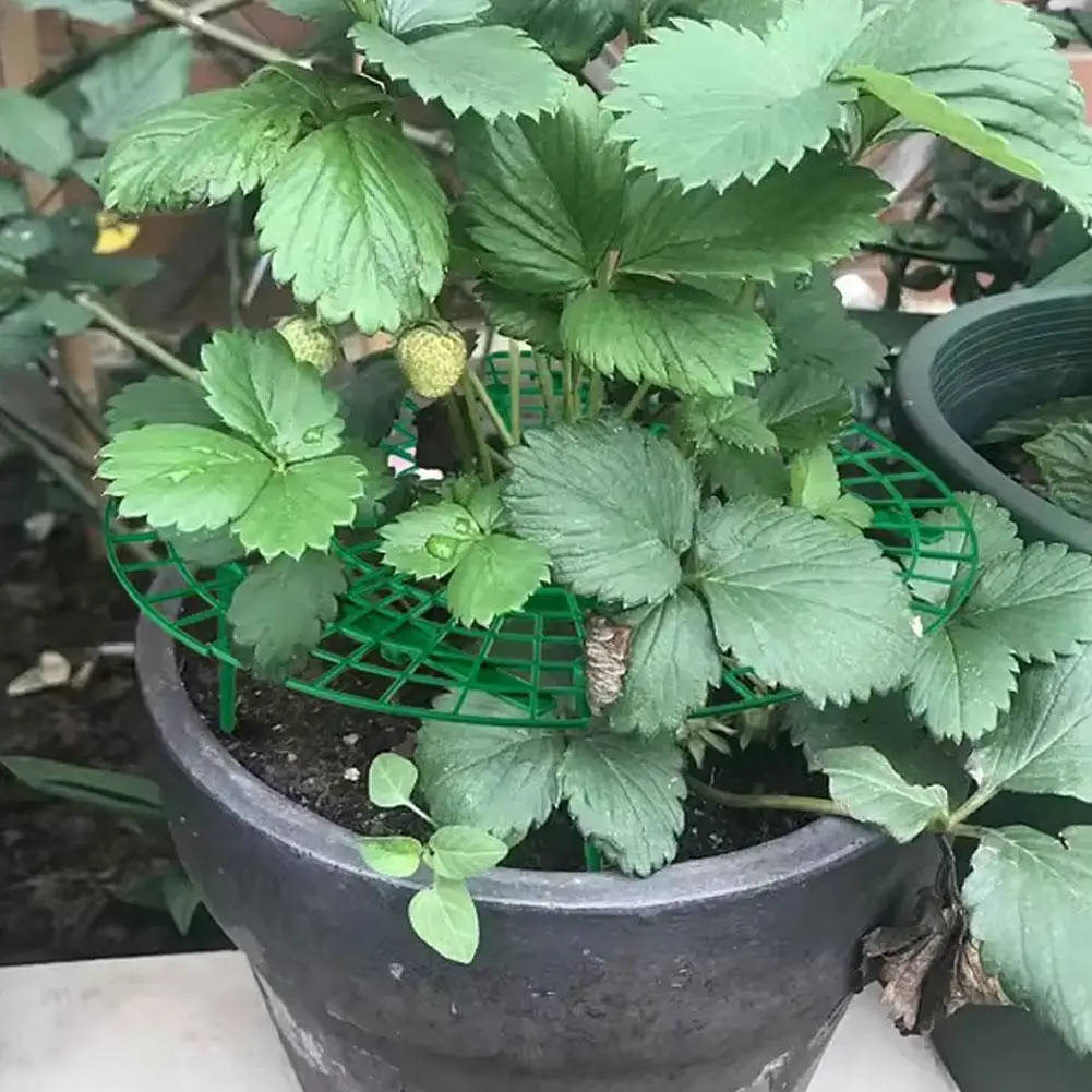 Strawberry Supports Keeping Plant Fruit Stand Vegetable Growing Rack Versatile Plant For Berries And Small Plants