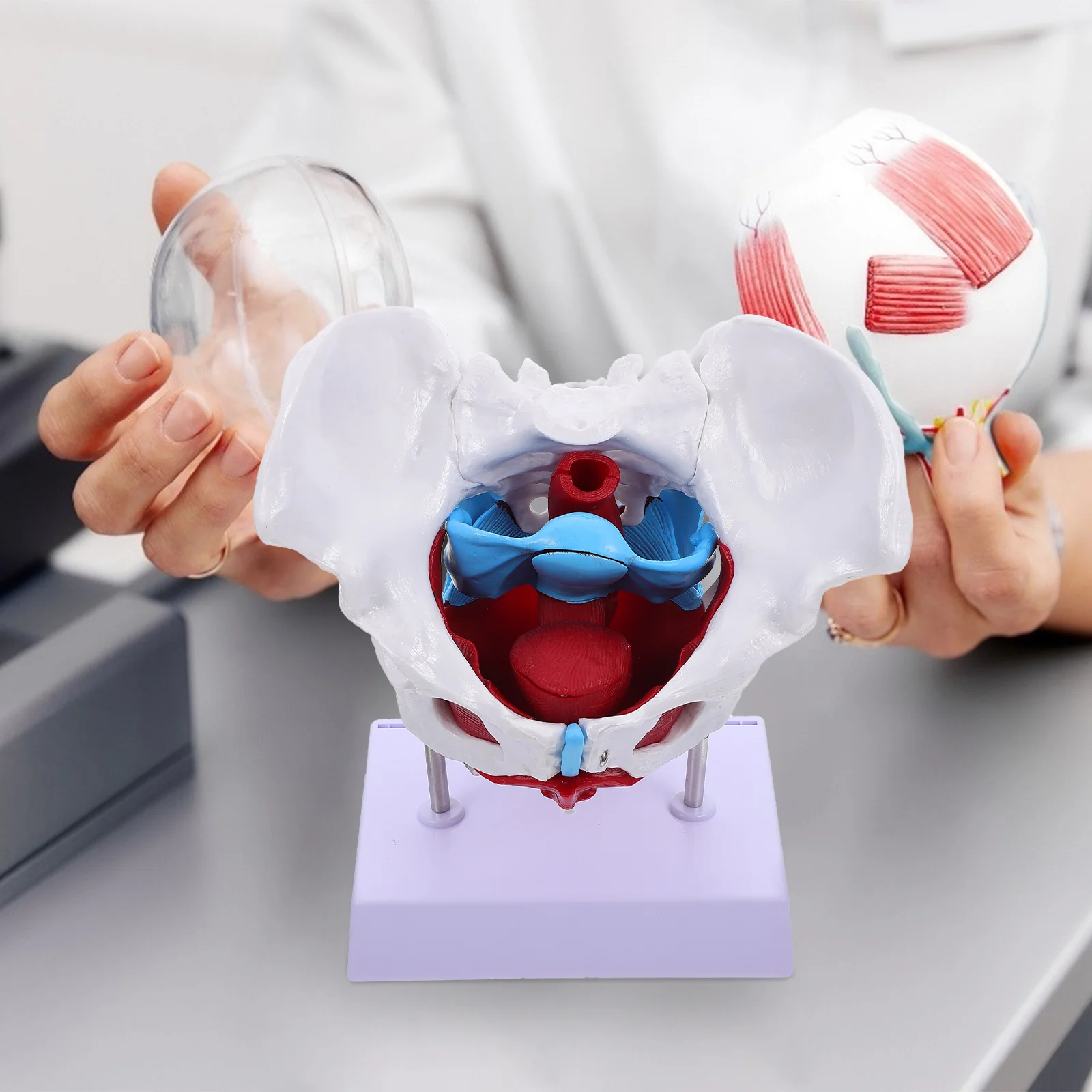 Pelvic Model Anatomy Medical Teaching Aid Muscle Anatomical Aids Pvc Educational Female Practice