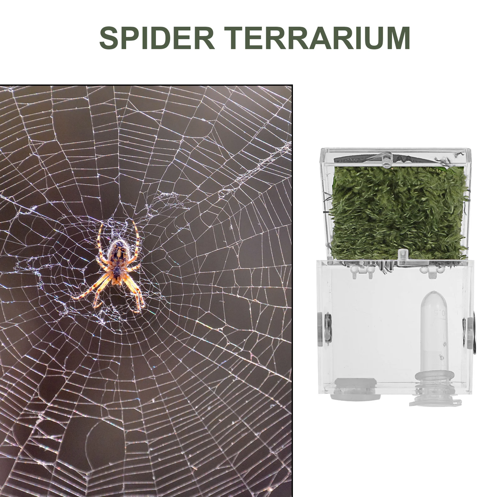 

Small Reptile Breeding Box with Dropper Forceps Transparent Acrylic Pet Terrarium for Jumping Spider Insect Feeding Case