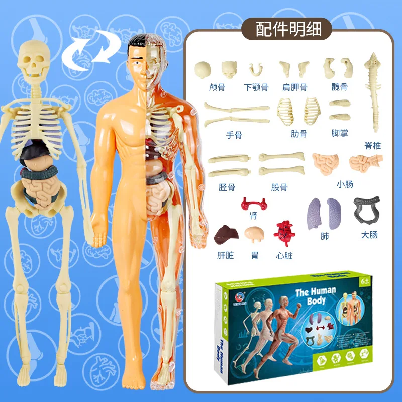 human body Children Science STEM Game Assembled Human Body Kids Educational Toy Skeleton Anatomy Organs Bones Kit STEM Toys