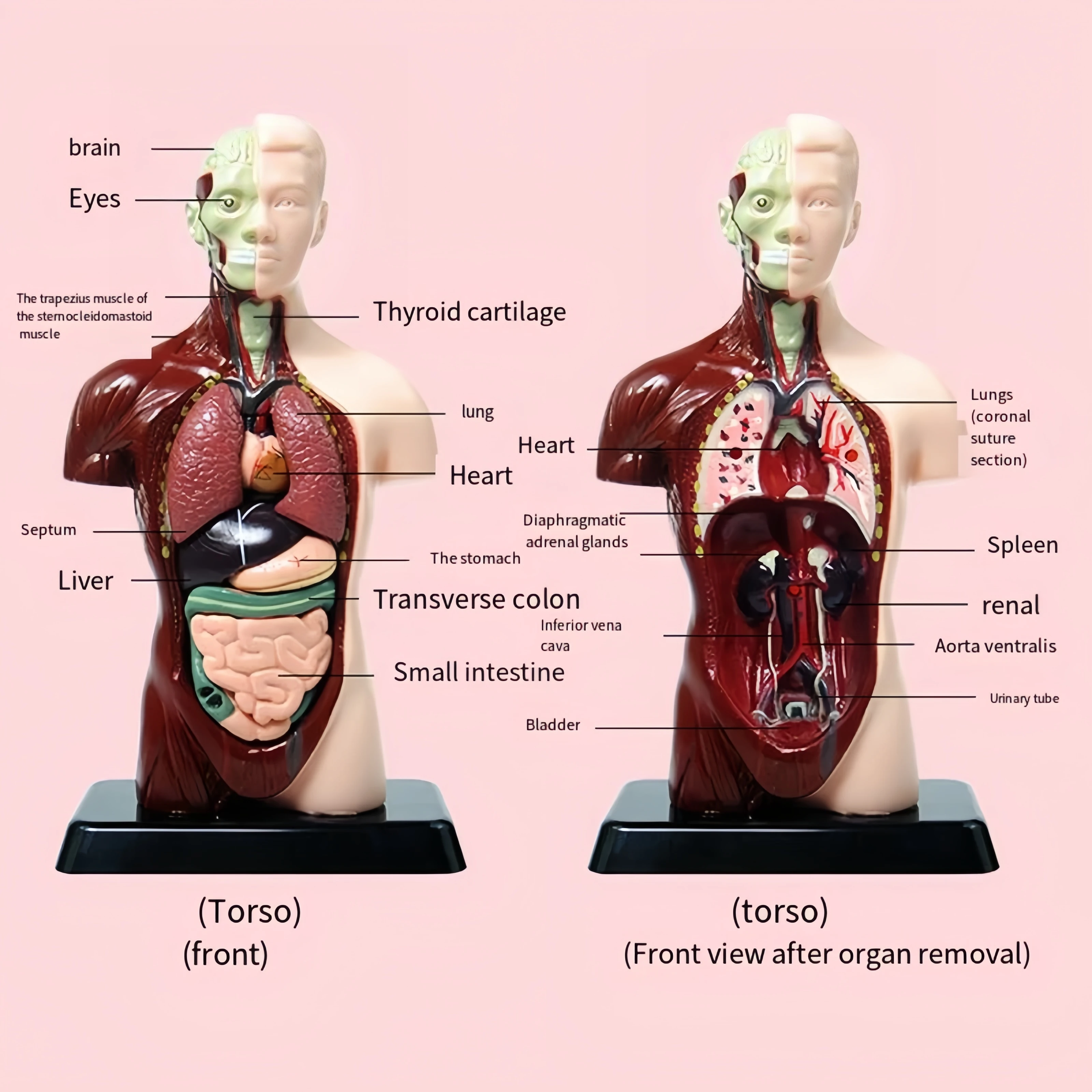 어린이 인체 교육, DIY 마네킹 3D 인체 모델, 생물학 교육 장난감, 원피스, 선물, 크리스마스