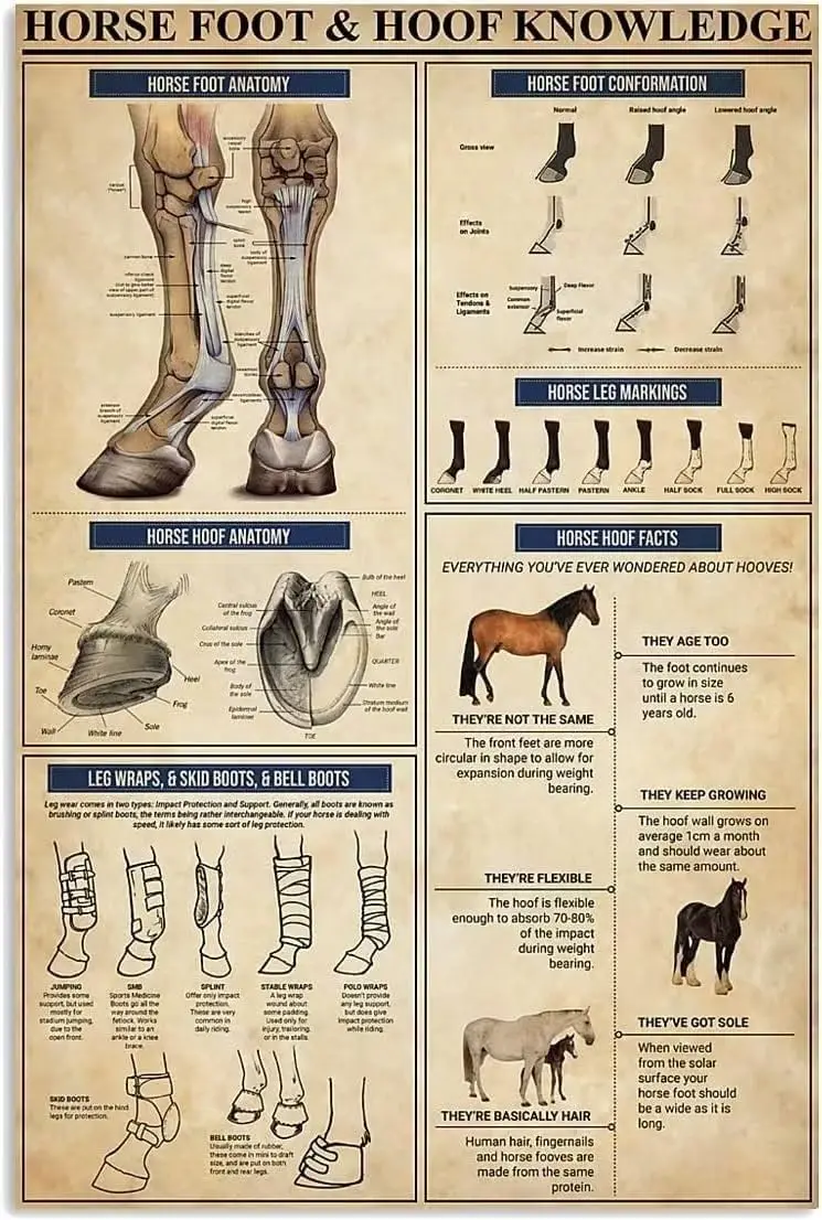 Plaques en métal rétro avec infographies sur les chevaux, guide pour les éleveurs de chevaux, affiches éducatives sur les pieds et les sabots des chevaux, pour la maison et le jardin